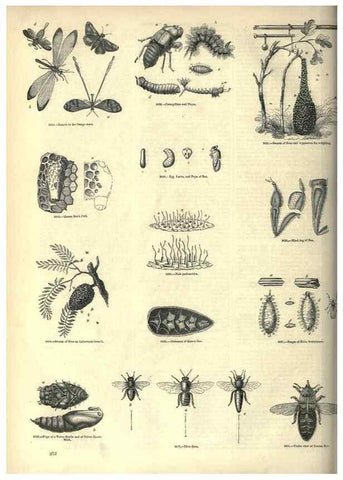 Reproducción/Reproduction 7740162402: The pictorial museum of animated nature .... London :C. Cox,[1844?]