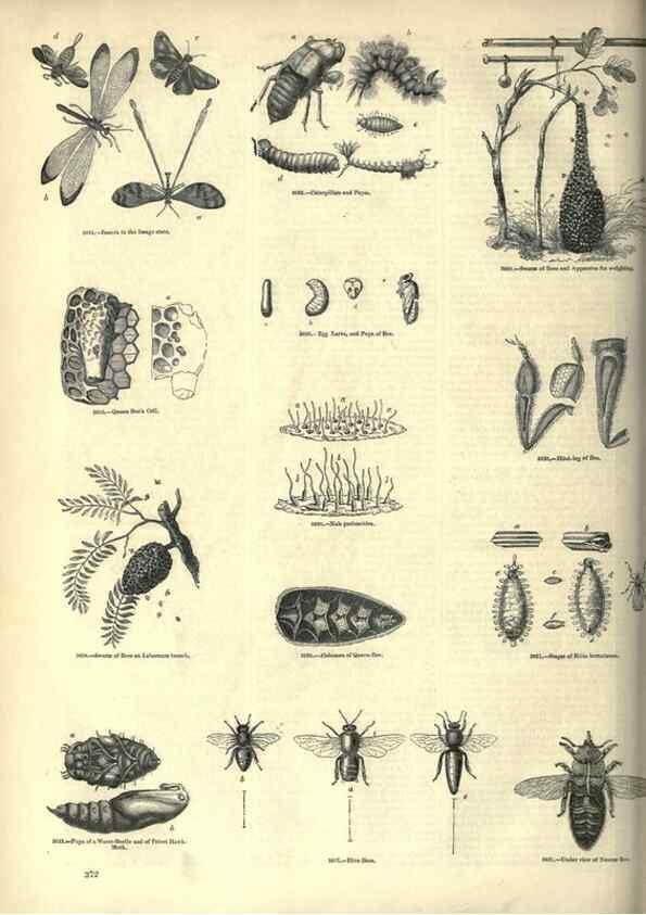 Reproducción/Reproduction 7740162402: The pictorial museum of animated nature .... London :C. Cox,[1844?]