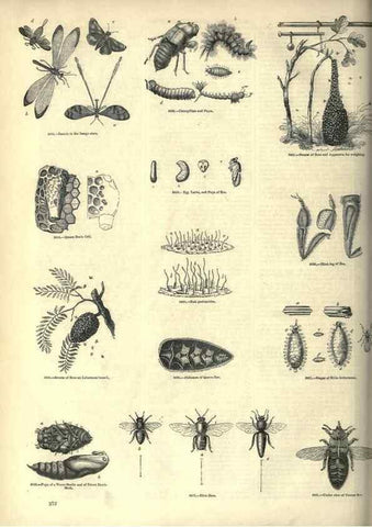 Reproducción/Reproduction 7740162402: The pictorial museum of animated nature .... London :C. Cox,[1844?]