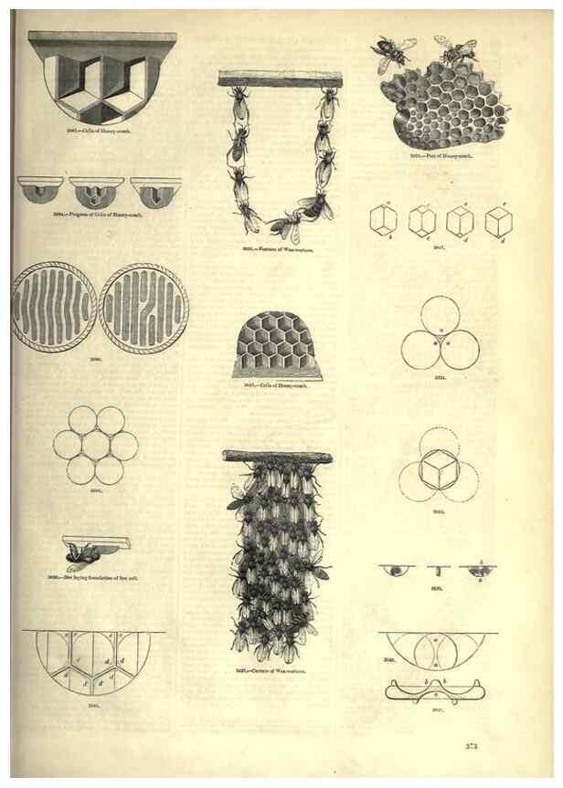 Reproducción/Reproduction 7740163302: The pictorial museum of animated nature .... London :C. Cox,[1844?]