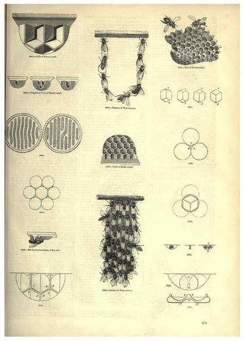 Reproducción/Reproduction 7740163302: The pictorial museum of animated nature .... London :C. Cox,[1844?]
