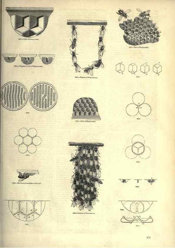 Reproducción/Reproduction 7740163302: The pictorial museum of animated nature .... London :C. Cox,[1844?]