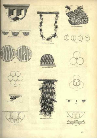 Reproducción/Reproduction 7740163302: The pictorial museum of animated nature .... London :C. Cox,[1844?]