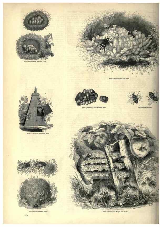 Reproducción/Reproduction 7740164312: The pictorial museum of animated nature .... London :C. Cox,[1844?]