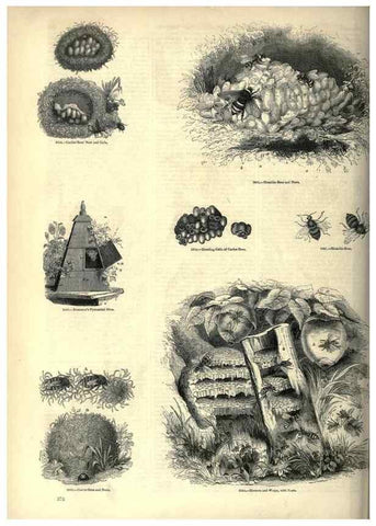 Reproducción/Reproduction 7740164312: The pictorial museum of animated nature .... London :C. Cox,[1844?]
