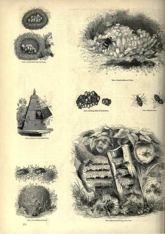 Reproducción/Reproduction 7740164312: The pictorial museum of animated nature .... London :C. Cox,[1844?]