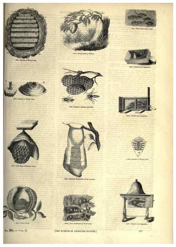 Reproducción/Reproduction 7740165316: The pictorial museum of animated nature .... London :C. Cox,[1844?]