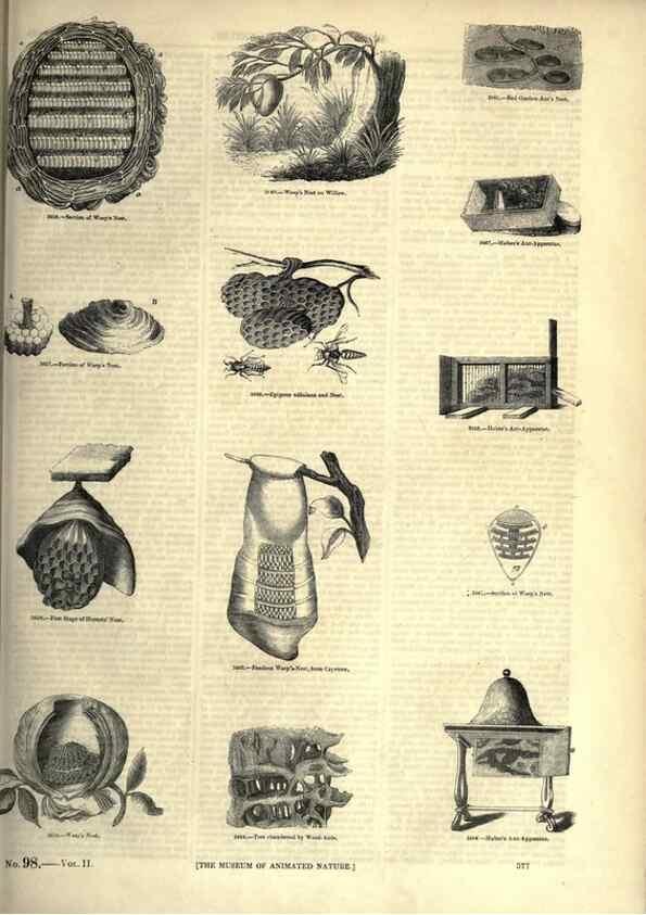 Reproducción/Reproduction 7740165316: The pictorial museum of animated nature .... London :C. Cox,[1844?]