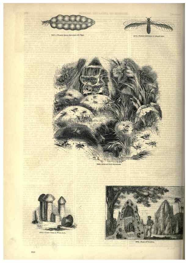 Reproducción/Reproduction 7740166442: The pictorial museum of animated nature .... London :C. Cox,[1844?]