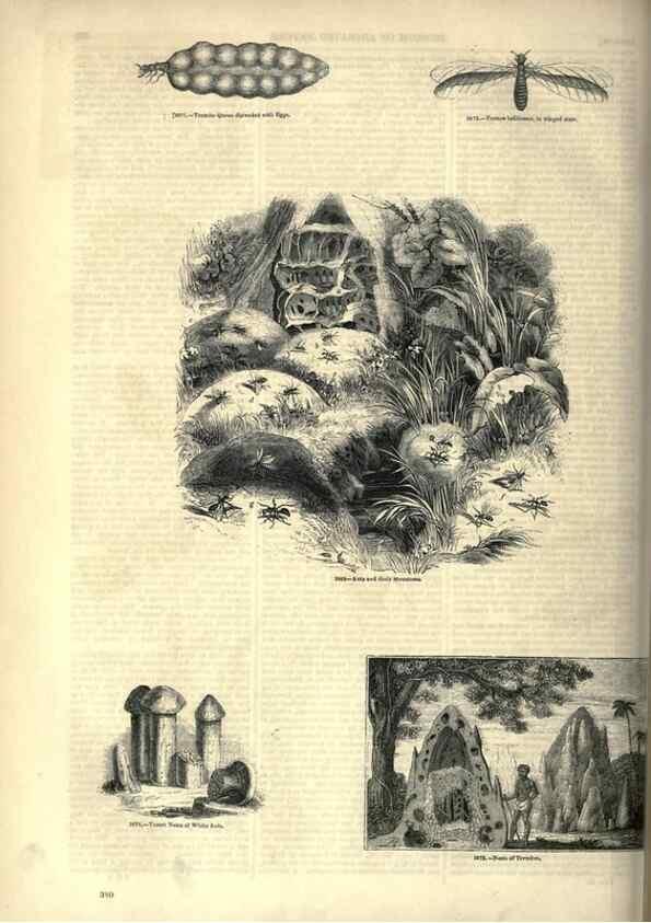 Reproducción/Reproduction 7740166442: The pictorial museum of animated nature .... London :C. Cox,[1844?]