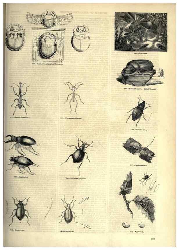 Reproducción/Reproduction 7740167372: The pictorial museum of animated nature .... London :C. Cox,[1844?]