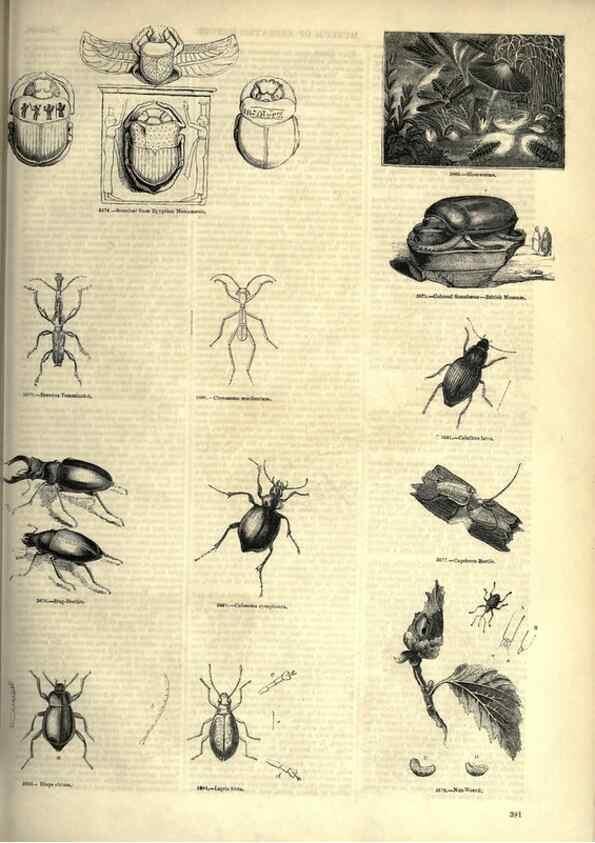 Reproducción/Reproduction 7740167372: The pictorial museum of animated nature .... London :C. Cox,[1844?]