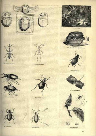 Reproducción/Reproduction 7740167372: The pictorial museum of animated nature .... London :C. Cox,[1844?]