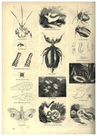 Reproducción/Reproduction 7740168508: The pictorial museum of animated nature .... London :C. Cox,[1844?]