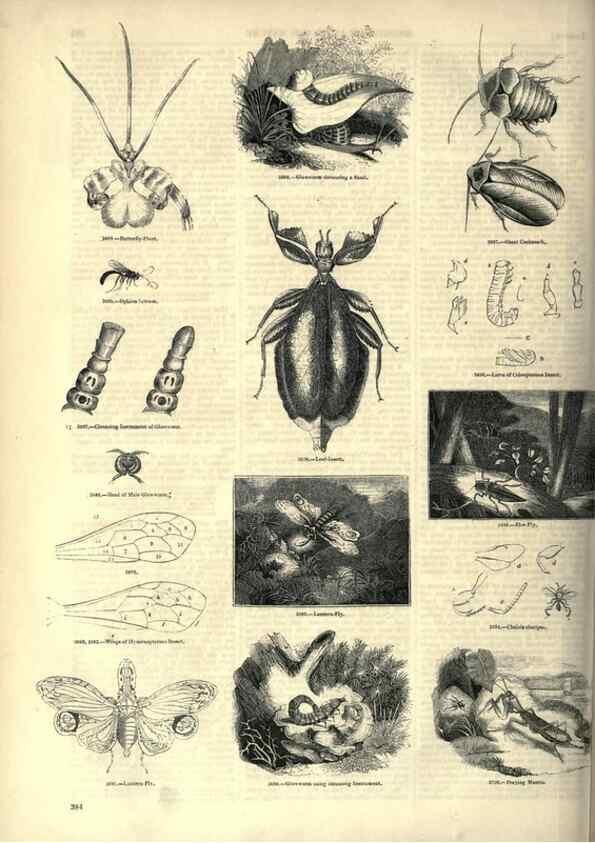 Reproducción/Reproduction 7740168508: The pictorial museum of animated nature .... London :C. Cox,[1844?]