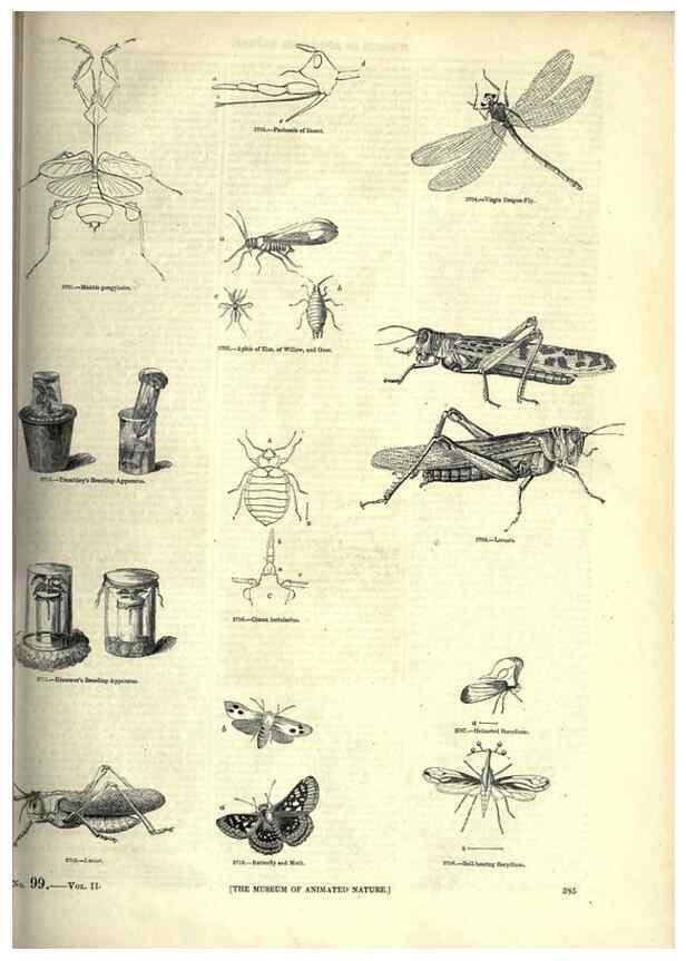 Reproducción/Reproduction 7740169552: The pictorial museum of animated nature .... London :C. Cox,[1844?]