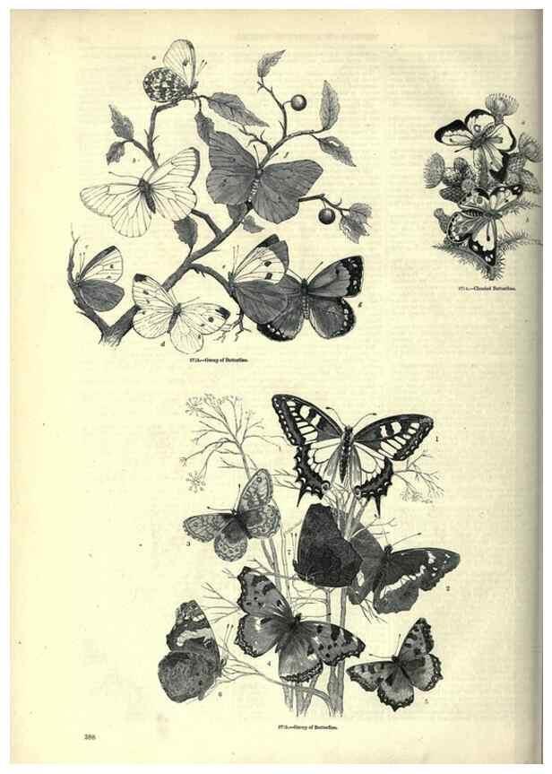 Reproducción/Reproduction 7740170540: The pictorial museum of animated nature .... London :C. Cox,[1844?]