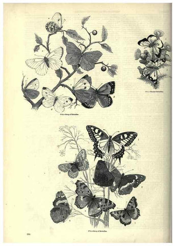 Reproducción/Reproduction 7740170540: The pictorial museum of animated nature .... London :C. Cox,[1844?]