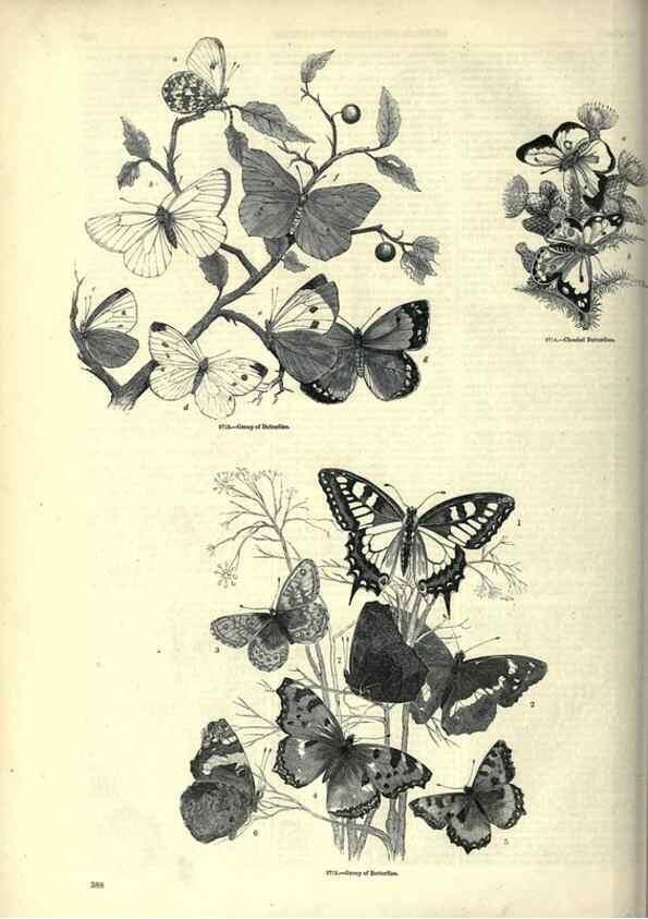 Reproducción/Reproduction 7740170540: The pictorial museum of animated nature .... London :C. Cox,[1844?]
