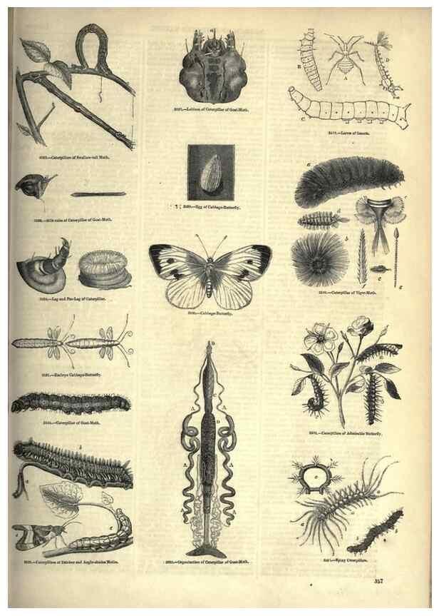 Reproducción/Reproduction 7740154394: The pictorial museum of animated nature .... London :C. Cox,[1844?]