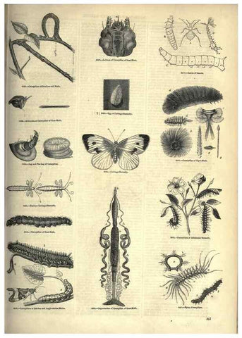 Reproducción/Reproduction 7740154394: The pictorial museum of animated nature .... London :C. Cox,[1844?]