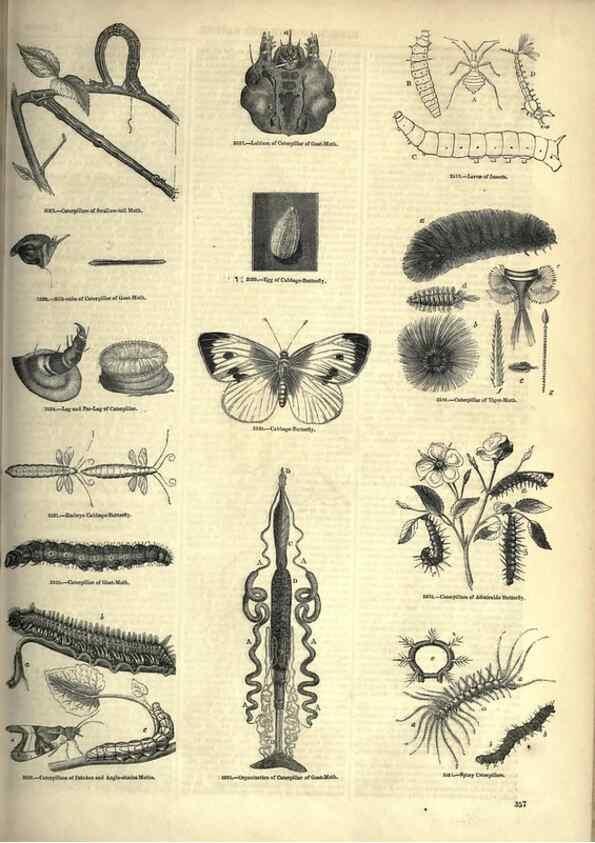 Reproducción/Reproduction 7740154394: The pictorial museum of animated nature .... London :C. Cox,[1844?]