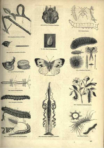 Reproducción/Reproduction 7740154394: The pictorial museum of animated nature .... London :C. Cox,[1844?]