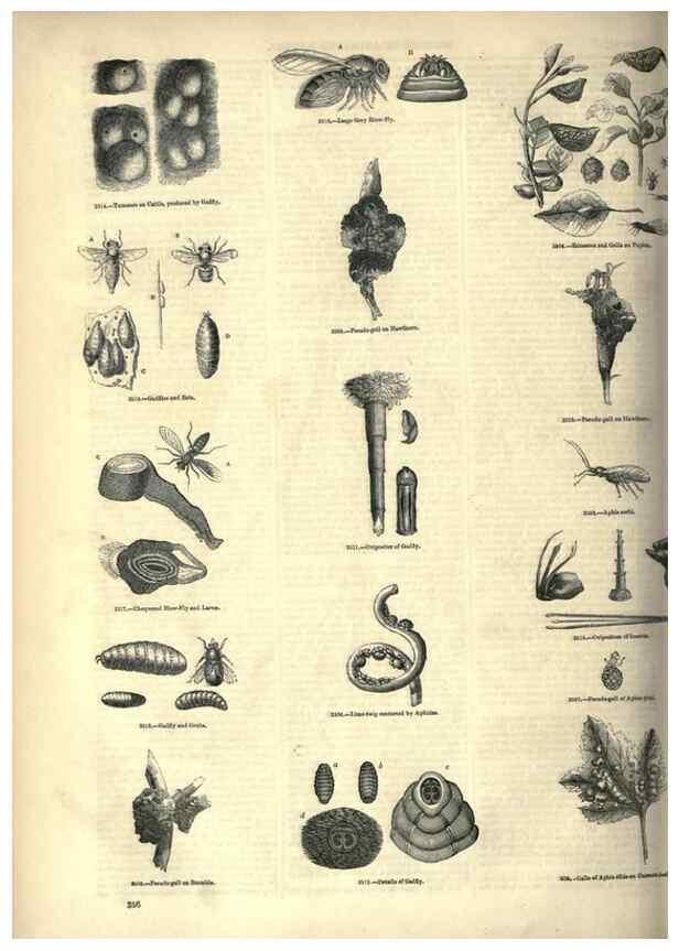 Reproducción/Reproduction 7740153286: The pictorial museum of animated nature .... London :C. Cox,[1844?]