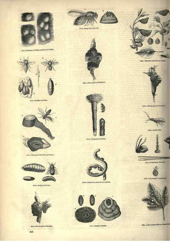 Reproducción/Reproduction 7740153286: The pictorial museum of animated nature .... London :C. Cox,[1844?]
