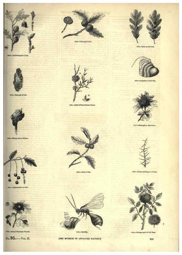 Reproducción/Reproduction 7740152362: The pictorial museum of animated nature .... London :C. Cox,[1844?]
