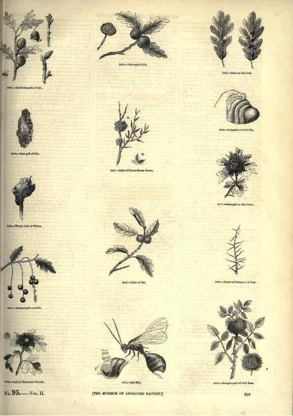 Reproducción/Reproduction 7740152362: The pictorial museum of animated nature .... London :C. Cox,[1844?]