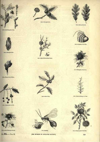 Reproducción/Reproduction 7740152362: The pictorial museum of animated nature .... London :C. Cox,[1844?]