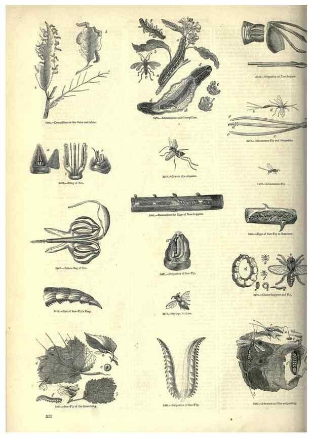 Reproducción/Reproduction 7740151406: The pictorial museum of animated nature .... London :C. Cox,[1844?]