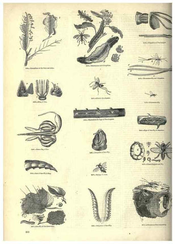 Reproducción/Reproduction 7740151406: The pictorial museum of animated nature .... London :C. Cox,[1844?]