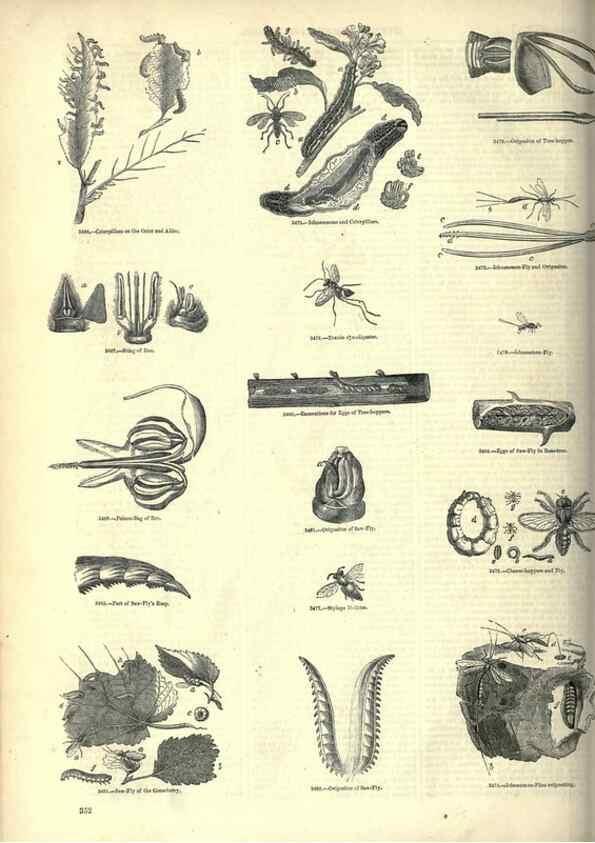 Reproducción/Reproduction 7740151406: The pictorial museum of animated nature .... London :C. Cox,[1844?]