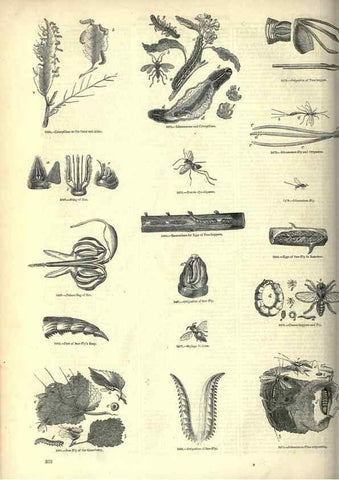 Reproducción/Reproduction 7740151406: The pictorial museum of animated nature .... London :C. Cox,[1844?]