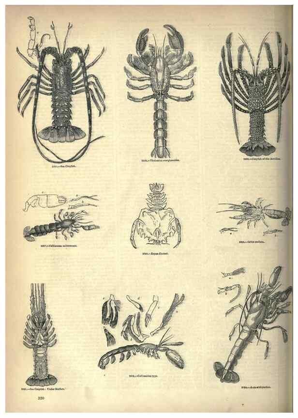 Reproducción/Reproduction 7740133134: The pictorial museum of animated nature .... London :C. Cox,[1844?]