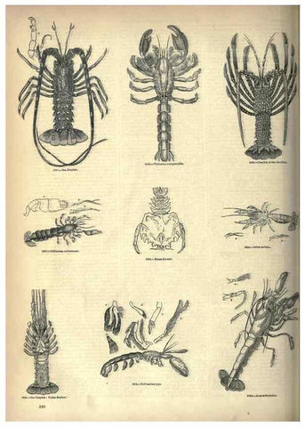 Reproducción/Reproduction 7740133134: The pictorial museum of animated nature .... London :C. Cox,[1844?]