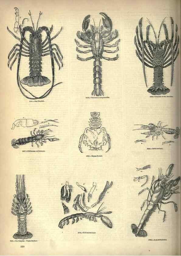 Reproducción/Reproduction 7740133134: The pictorial museum of animated nature .... London :C. Cox,[1844?]