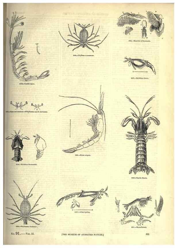 Reproducción/Reproduction 7740134316: The pictorial museum of animated nature .... London :C. Cox,[1844?]