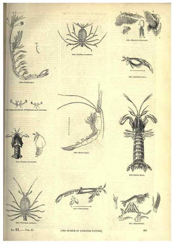Reproducción/Reproduction 7740134316: The pictorial museum of animated nature .... London :C. Cox,[1844?]