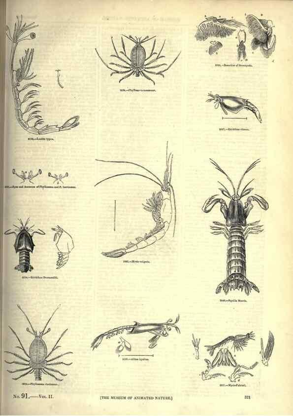 Reproducción/Reproduction 7740134316: The pictorial museum of animated nature .... London :C. Cox,[1844?]