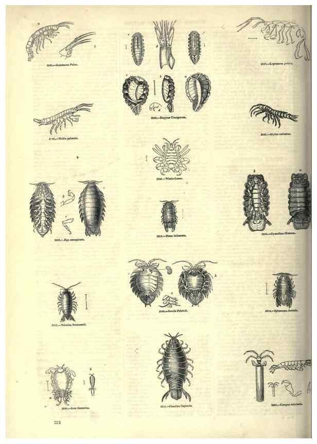 Reproducción/Reproduction 7740135670: The pictorial museum of animated nature .... London :C. Cox,[1844?]