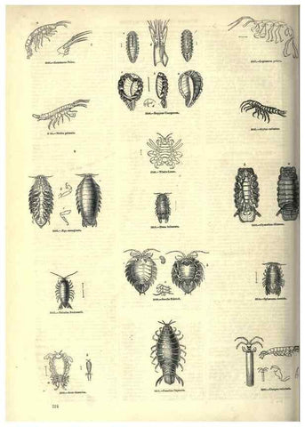 Reproducción/Reproduction 7740135670: The pictorial museum of animated nature .... London :C. Cox,[1844?]