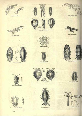 Reproducción/Reproduction 7740135670: The pictorial museum of animated nature .... London :C. Cox,[1844?]