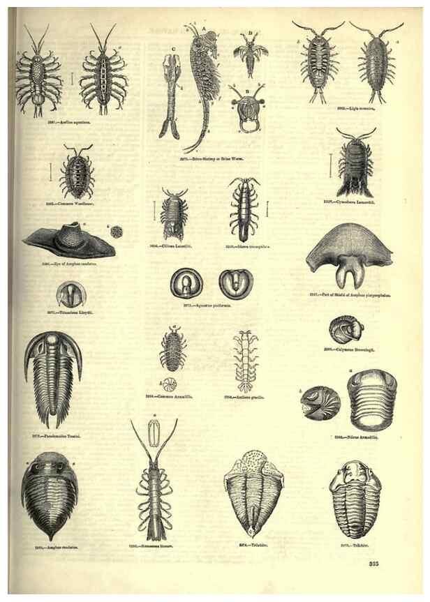 Reproducción/Reproduction 7740136706: The pictorial museum of animated nature .... London :C. Cox,[1844?]