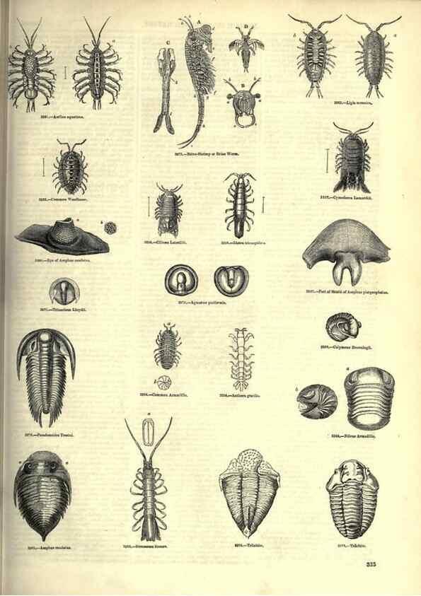 Reproducción/Reproduction 7740136706: The pictorial museum of animated nature .... London :C. Cox,[1844?]