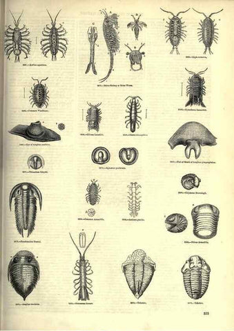 Reproducción/Reproduction 7740136706: The pictorial museum of animated nature .... London :C. Cox,[1844?]