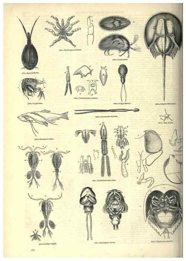 Reproducción/Reproduction 7740137788: The pictorial museum of animated nature .... London :C. Cox,[1844?]