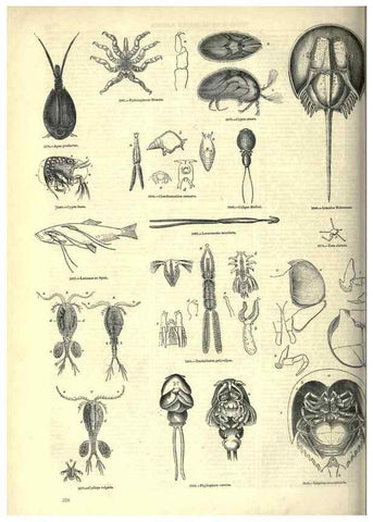 Reproducción/Reproduction 7740137788: The pictorial museum of animated nature .... London :C. Cox,[1844?]